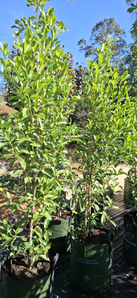 Acronychia imperforata