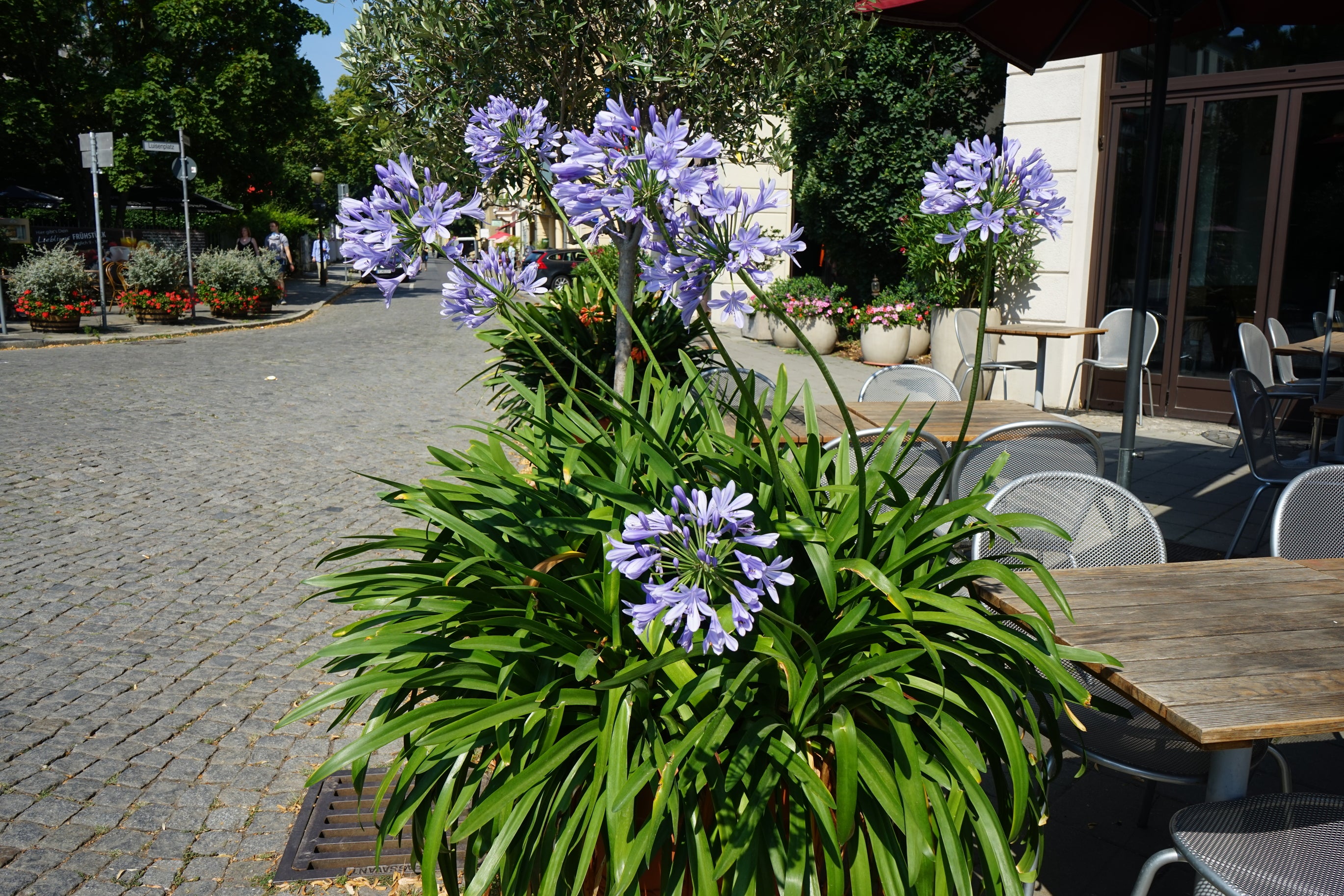 Agapanthus africanus Blue