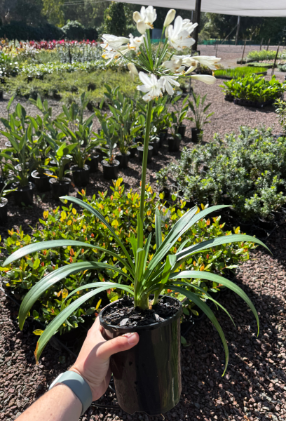 Agapanthus orientalis White
