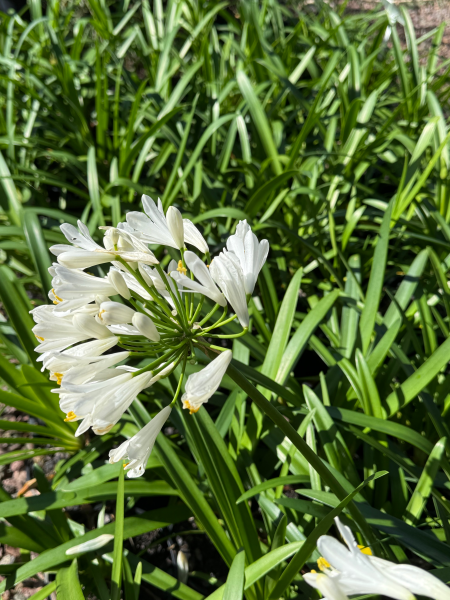 Agapanthus orientalis White