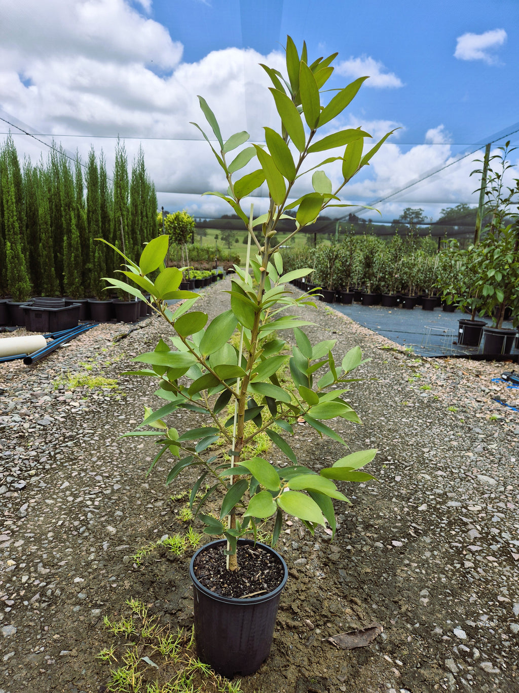 kauri pine indoor plant Agathis robusta Kauri Pine