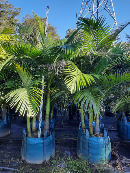 Archontophoenix alexandrae