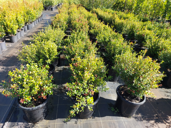 Acmena smithii minor Allyn Magic