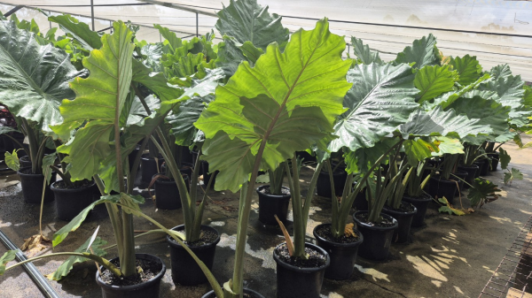 Alocasia Portodora Elephant Ear