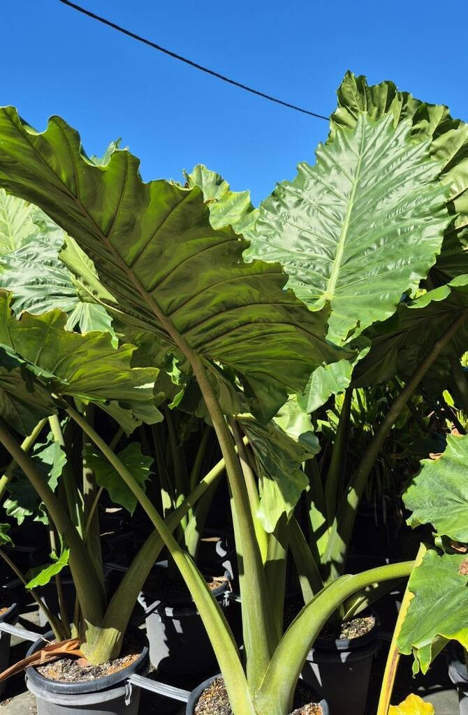 Alocasia Portodora Elephant Ear