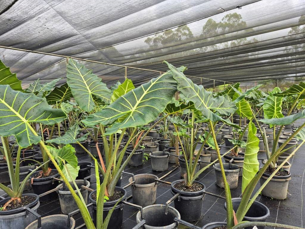 Alocasia zebrina Sarian