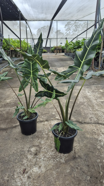 Alocasia zebrina Sarian