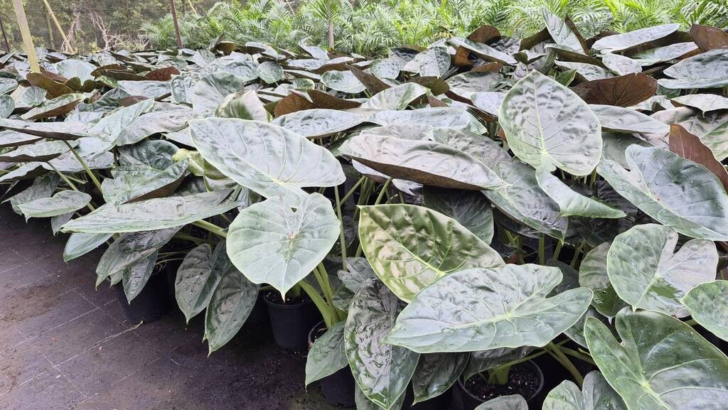 Alocasia wentii