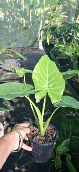 Alocasia brisbanensis Cunjevoi