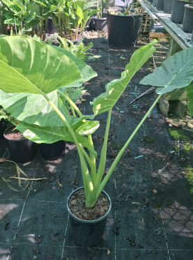 Alocasia brisbanensis Cunjevoi