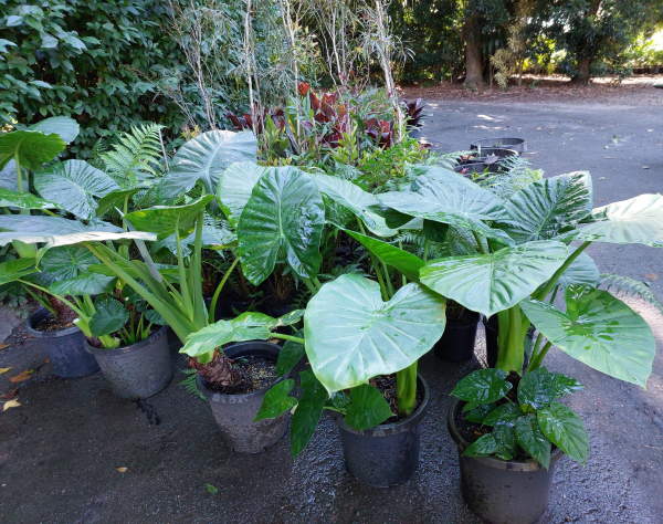 Alocasia brisbanensis Cunjevoi