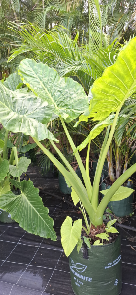 Alocasia brisbanensis Cunjevoi