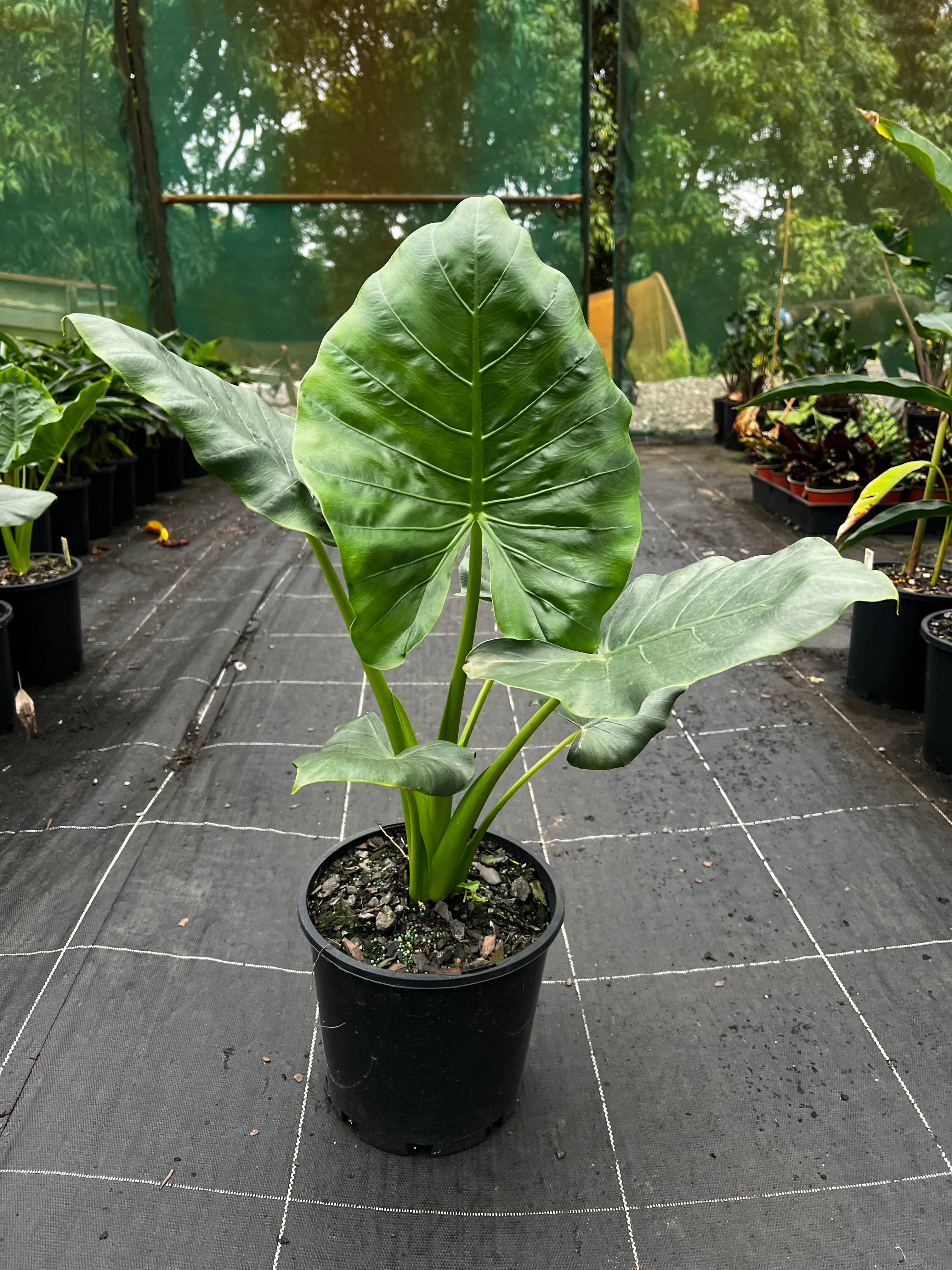 alocasia elephant ear plants Alocasia macrorrhizos Giant Elephant Ear