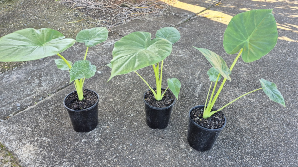 giant elephant ear plant australia Alocasia macrorrhizos Giant Elephant Ear