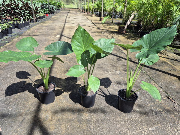 elephant ear plants for sale brisbane Alocasia macrorrhizos Giant Elephant Ear