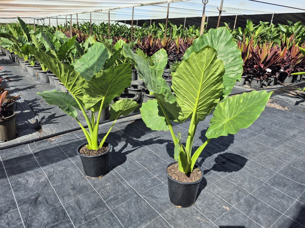 persian palm elephant ear plant Alocasia macrorrhizos Giant Elephant Ear