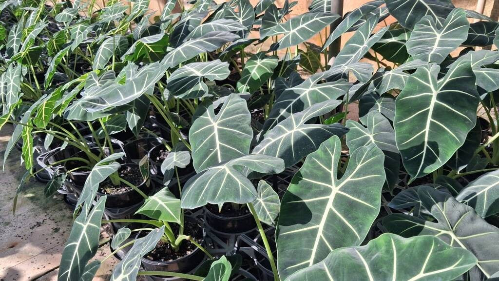 Alocasia micholitziana Frydek Green Velvet