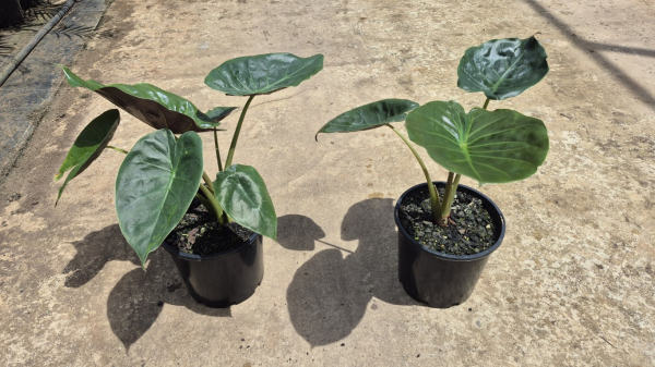 Alocasia wentii