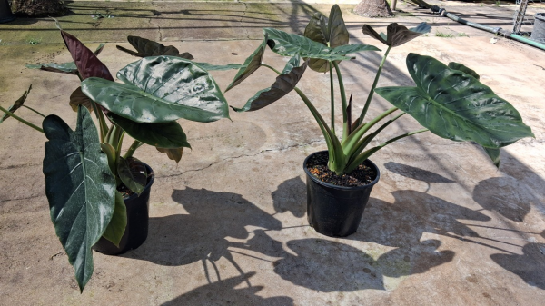 Alocasia wentii