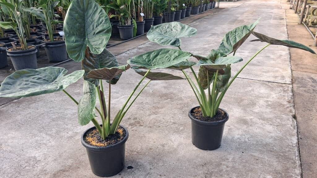 Alocasia wentii