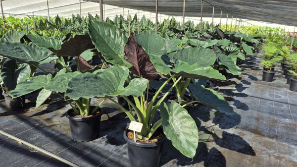 Alocasia wentii