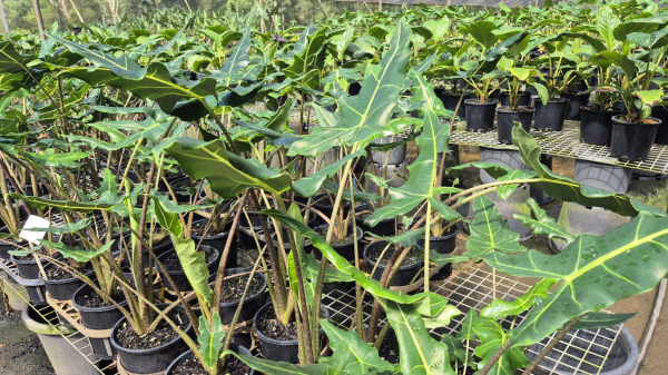 Alocasia zebrina Sarian