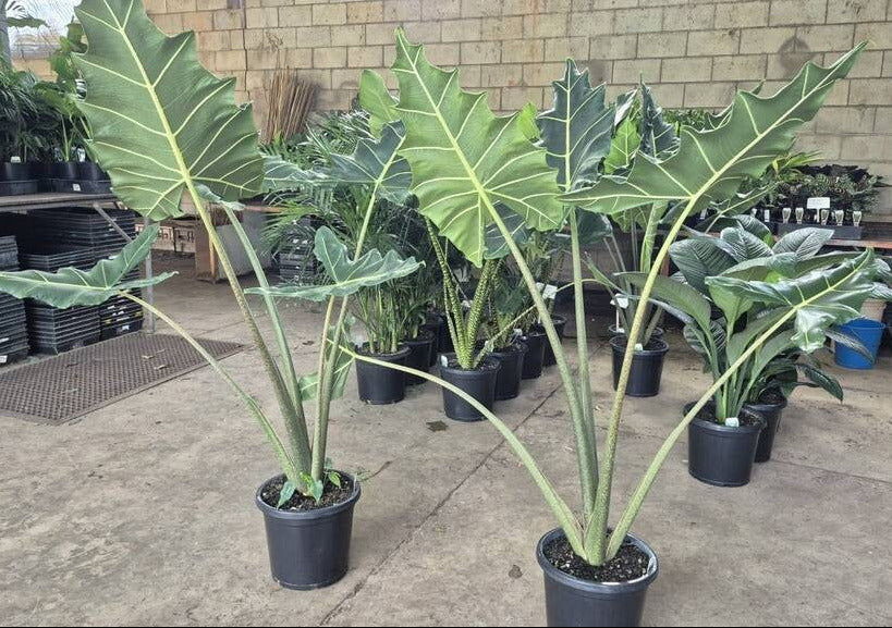 Alocasia zebrina Sarian