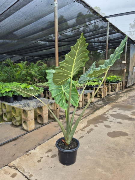 Alocasia zebrina Sarian