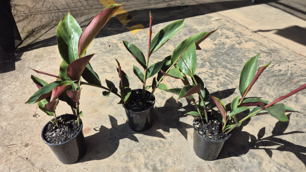 Alpinia caerulea Red Back