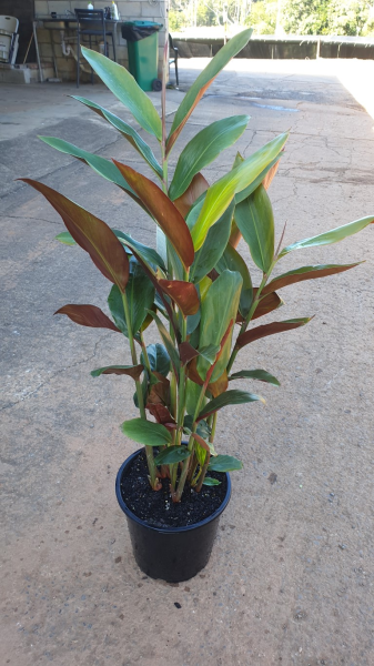 Alpinia caerulea Red Back
