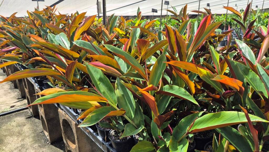 Alpinia caerulea Red Back