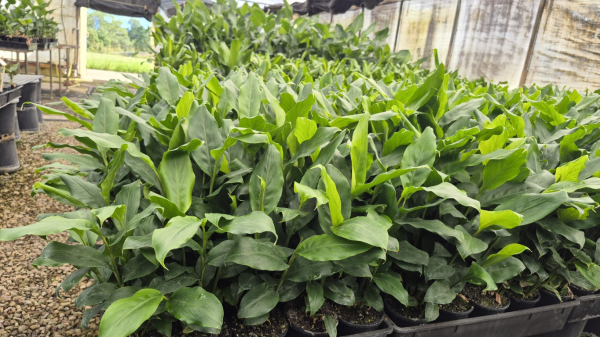 Alpinia mutica False Cardomom