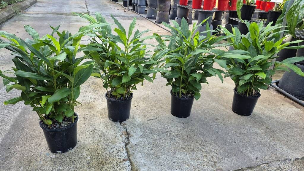 Alpinia mutica False Cardomom