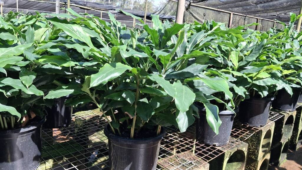 Alpinia mutica False Cardomom