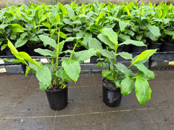 Alpinia mutica False Cardomom