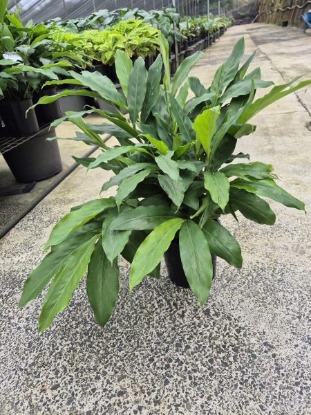 Alpinia mutica False Cardomom