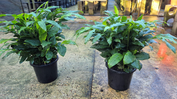 Alpinia mutica False Cardomom