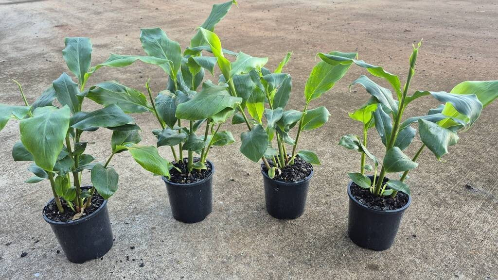 Alpinia mutica False Cardomom
