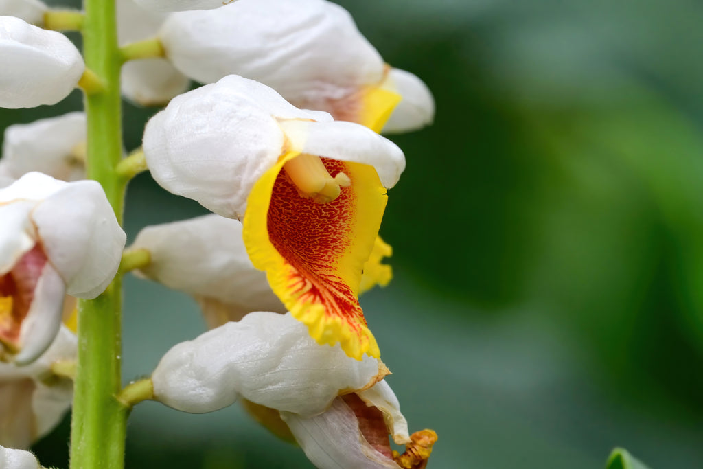 Alpinia mutica False Cardomom