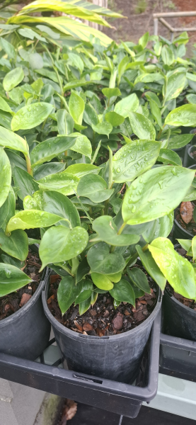 Alpinia nutans Dwarf Cardomom/Cardamom Leaf