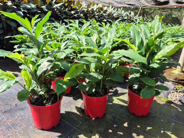 Alpinia nutans Dwarf Cardomom/Cardamom Leaf