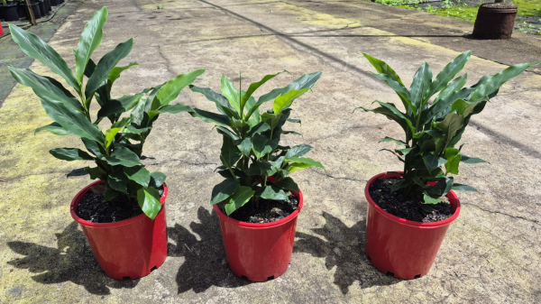 Alpinia nutans Dwarf Cardomom/Cardamom Leaf