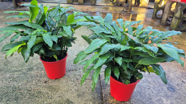 Alpinia nutans Dwarf Cardomom/Cardamom Leaf