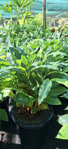 Alpinia nutans Dwarf Cardomom/Cardamom Leaf