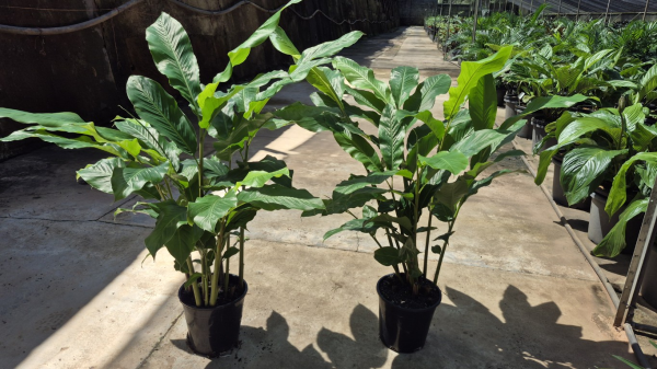 Alpinia zerumbet Upright Shell