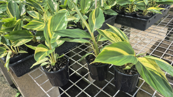 Alpinia zerumbet Variegata