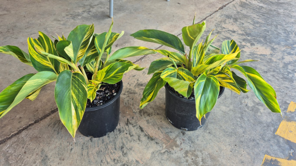 Alpinia zerumbet Variegata