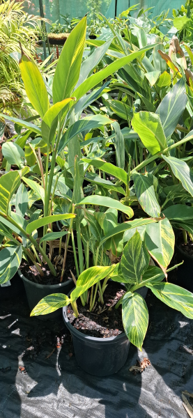 Alpinia zerumbet Variegata