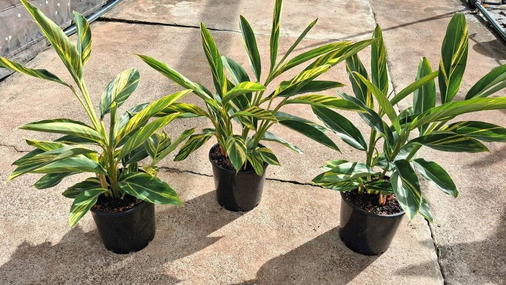 Alpinia zerumbet Variegata