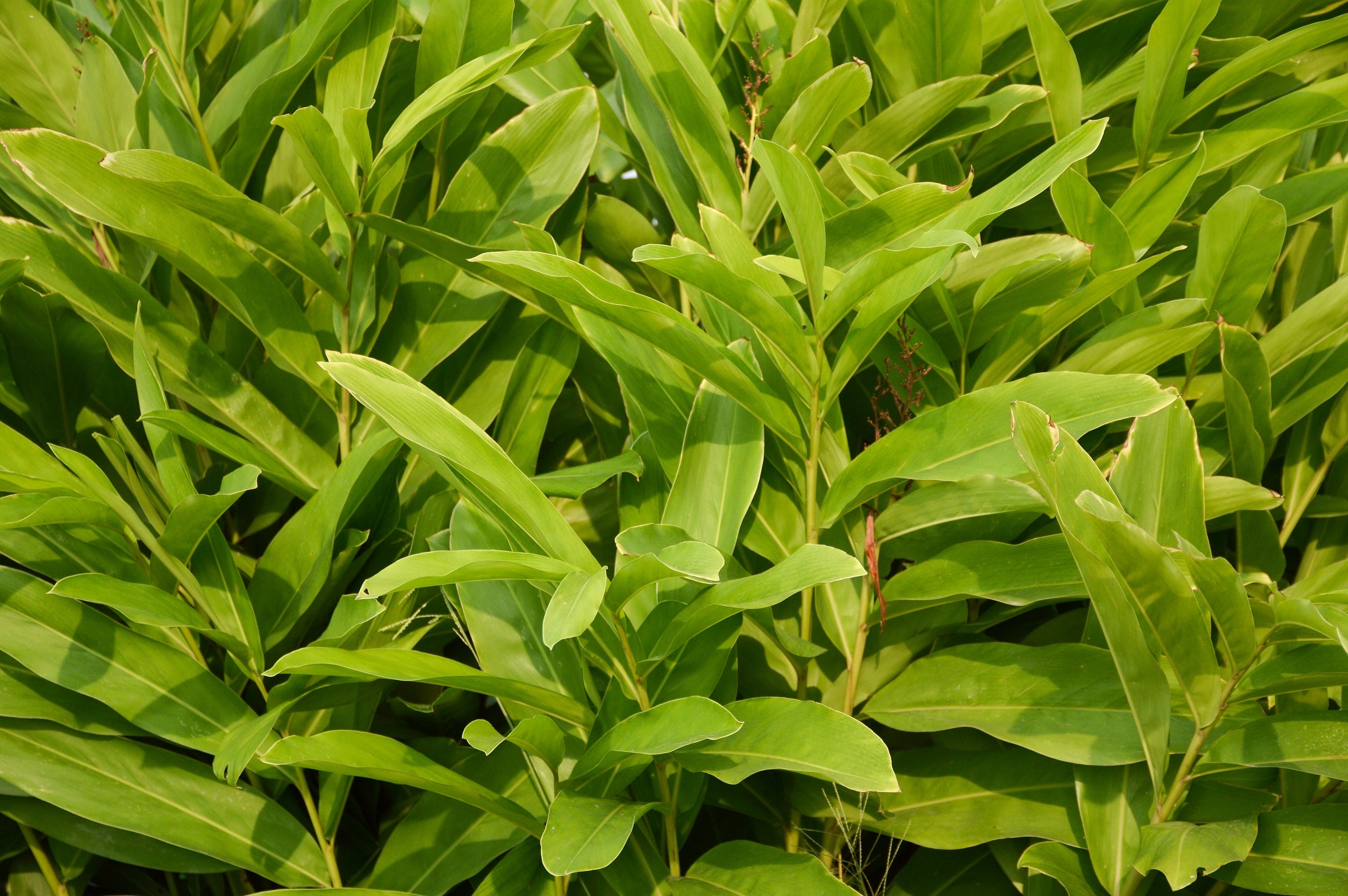 Alpinia galanga Galangal / Thai Ginger